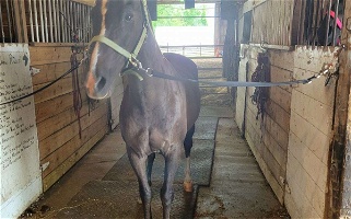 Gelding For On Farm Lease Morgan for New York, NY